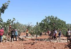 'Yeşil altın'da hasat zamanı