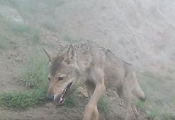 Kurtların doğal yaşamı fotokapana yansıdı