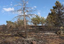 Çankırı’da çıkan yangında 10 dönüm orman zarar gördü