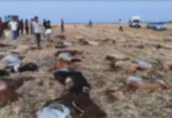 Zirai ilaç tespit edilen sudan içen 110 küçükbaş öldü