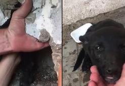 İki duvar arasındaki dar boşluğa sıkışan yavru köpeğin kurtarılma anları