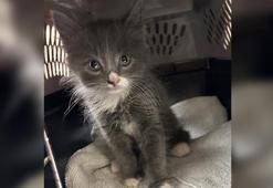 Polis, çalıntı aracın içinde bulduğu kedi yavrusunun sahibini arıyor