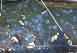 'Denizanalarının yoğun olduğu yerlerden uzak durun'