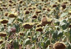 'Yerli ve milli hibrit ayçiçeği tohumu, kuraklıktan en az etkilenen tohum oldu'