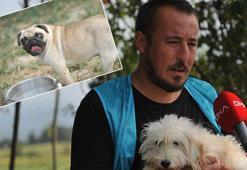 'Merdiven altı üretilip' sokağa terk edilen cins köpekler, yeni yuvalarını bekliyor