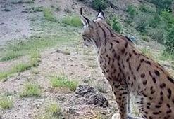 Nesli koruma altındaki vaşak, fotokapanla görüntülendi