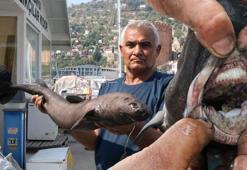 Alanya’da 'Ninja Lanternshark' türü köpek balığı yakalandı