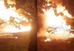 Silivri'de alev alev yanan asırlık çam ağacı paniğe neden oldu