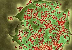 Yeni Kovid varyantı BA 2.86 İngiltere'de tespit edildi