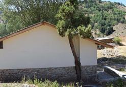 Evin duvarını ve çatısını, kesmeye kıyamadığı asırlık ağaca göre yaptı