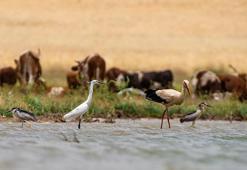 '4 bin kilometrelik göçte kuraklık nedeniyle her 5 yavrudan en fazla 2'si hayatta kalabilir'