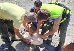 Gölette mahsur kalan yaralı pelikan AFAD ekiplerince kurtarıldı