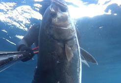 Zıpkınla 22 kiloluk akya avladı