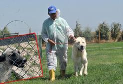 Türk ırkı köpek sahibi olmak için 6 ay sıra bekliyorlar