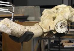 7,5 milyon yıllık fosiller, Türkiye'nin ilk ve tek Paleontoloji Müzesi'nde sergilenecek