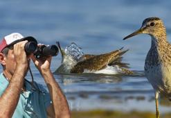Kavurucu sıcak kuşları da vurdu; tüyleri bile yetersiz kalıyor