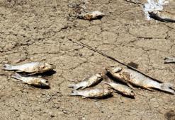 Baraj kıyısına vuran balıklar, 'endüstriyel atık' ve 'oksijen yetersizliği'nden öldü