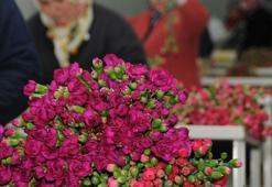 'Dünya karanfil ihtiyacının yüzde 80’ini karşılıyor, yüzde 20'si kadar kazanamıyoruz'