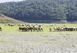 Kemerburgaz Kent Ormanı'ndaki göl kurudu; keçiler otlamaya başladı
