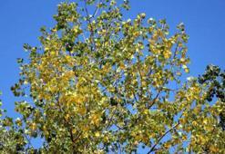 Bolu'da son 94 yılın en sıcak yazı; ağaçların yaprakları sararıp döküldü