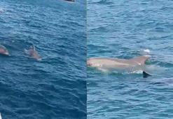 İstanbul Boğazı'nda yunuslar görüntülendi