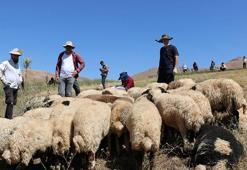 Dağları tepeleri aşıp, şap aşısı yapan ekibe, DHA da eşlik etti