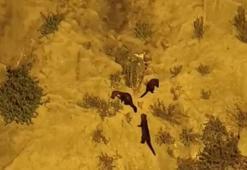 Su samurları, kale surlarına tırmanırken görüntülendi