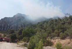 Bilecik'te orman yangını
