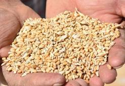 Tahıl ürünlerinde 'sarı pas' hastalığı, kaliteyi düşürdü