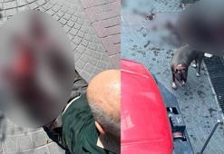 Bakırköy'de pitbull cinsi köpeğin saldırdığı bir kişi yaralandı
