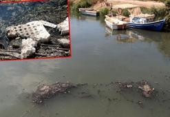 Seyhan Nehri'nin Akdeniz'e döküldüğü noktada kirlilik alarm veriyor