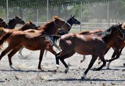 Bu harada, milyonluk Arap yarış atları yetiştiriliyor