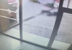 Bakırköy'deki Pitbull saldırısı: Sahipleri yakalandı