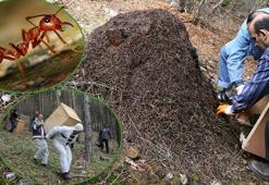 'Dumansız yangın'a karınca ile müdahale