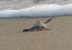 Geçen yıl 665 bin 696 deniz kaplumbağası, Türkiye sahillerinde denize kavuştu