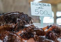 İstilacı aslan balığına menüde ilgi var, avcılıkta yok