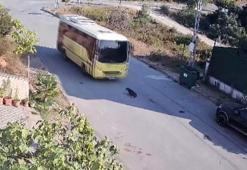 Tuzla'da İETT otobüsü yolda yatan köpeği ezdi, şoför kaçtı