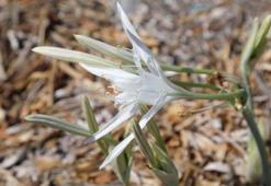Kum zambakları, çitlerle çevrilerek koruma altına alındı