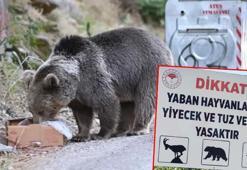 Milli parktaki yaban hayvanları için 'ziyaretçilere 'Beslemeyin' uyarısı