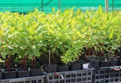 Türkiye'nin geliştirdiği okaliptus, 'Dünya Ormancılık Literatürü'ne girdi