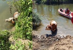 Irmakta sürüklenen ineği, itfaiye kurtardı