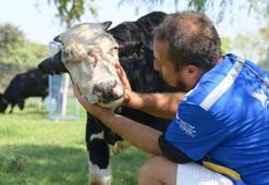 Çanakkale yangınından etkilenen boğa, Emekli Hayvanlar Çiftliği'nde