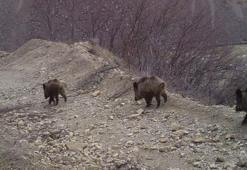 Bingöl'de yaban hayatı, fotokapanlara yansıdı