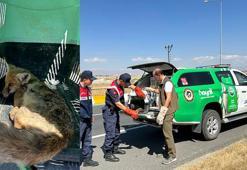 Ağrı'da yaralı yavru tilkiye ilk müdahale jandarmadan