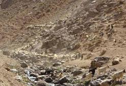 Huzur ortamıyla birlikte yaylalarda hayvan sayısı arttı