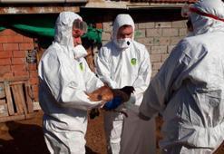 Türkiye, kuş gribinden arilik statüsünü yeniden kazandı