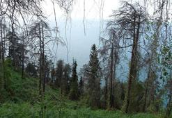 Karadeniz'in nemli havası, orman yangınlarını önledi