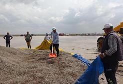 Aksaray'da yağmur ve dolu, çerezlik ayçiçeğini vurdu