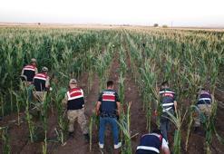 Dronlu denetimde mısır tarlasına ekili 160 bin kök Hint keneviri ele geçirildi