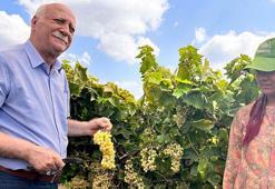 Bayraktar: Türkiye, dünyada kuru üzüm üretiminde 1'inci sırada